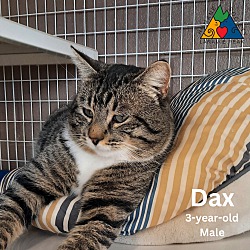 Thumbnail photo of Dax #1