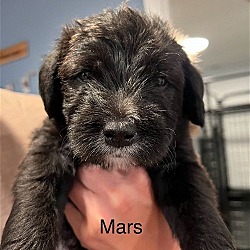 Photo of Mars - Sweetest Poodle Mix Puppy