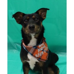 Thumbnail photo of Adoptable Missy #2