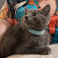 adopt a pet