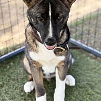 adopt a pet