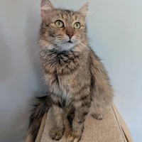 adopt-pet