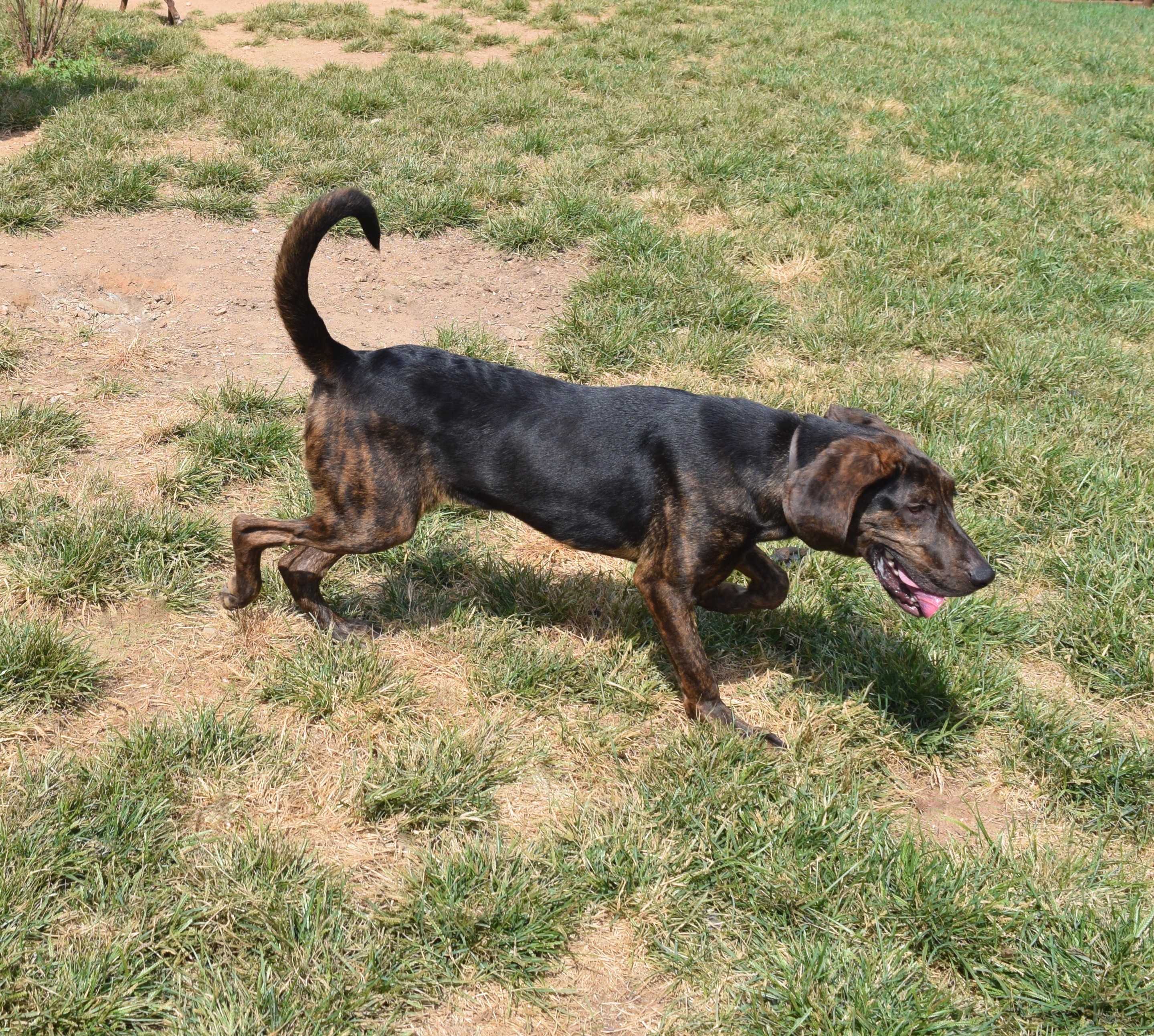 bloodhound plott hound mix