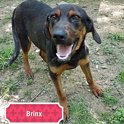 Photo of Brinx