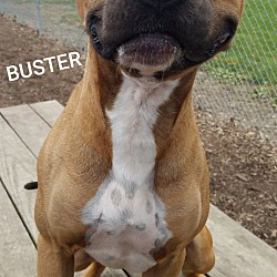 Thumbnail photo of Buster #3