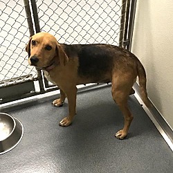 Henrico County Police Animal Shelter in Glen Allen, Virginia