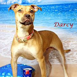 Thumbnail photo of Darcy~adopted! #3