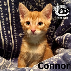 Thumbnail photo of Connor - Chirpy Chatter! #1