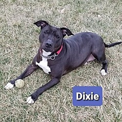Photo of Dixie (Sponsored)