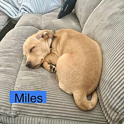 Thumbnail photo of MILES #4