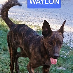 Thumbnail photo of WAYLON #3