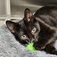 adopt a pet