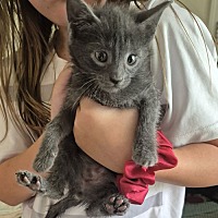 adopt a pet