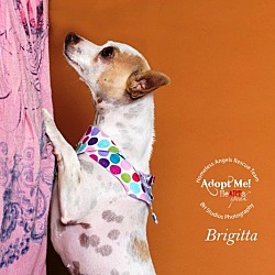 Thumbnail photo of Briggitta #2