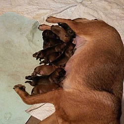 Thumbnail photo of Ginger's Puppies #2