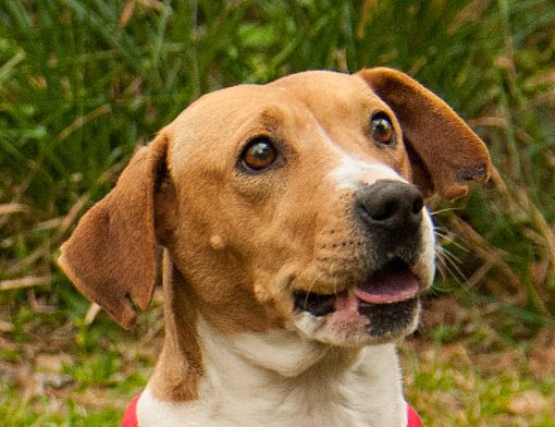 Vancouver Bc Beagle Meet Alyce A Pet For Adoption