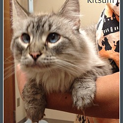 Thumbnail photo of KITSUM #2