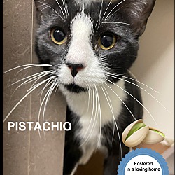 Photo of Pistachio