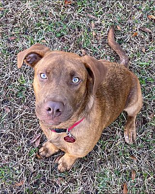Inverness, FL - Rhodesian Ridgeback/Mixed Breed (Medium). Meet Zeus a ...