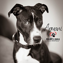 Photo of Armani - Adoption Pending
