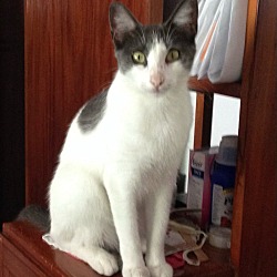 Photo of Kitty