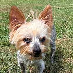 bonded pet photo