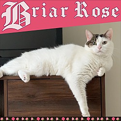 Photo of Briar Rose