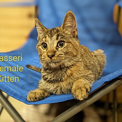 Photo of Kasseri