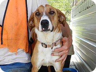 golden retriever foxhound mix