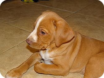vizsla cross spaniel puppies