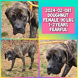 Photo of 2024-02-081 *Doughnut*