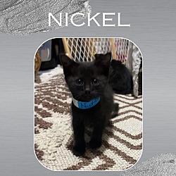 Photo of NICKEL