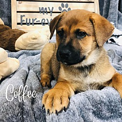 Thumbnail photo of Sundae Puppy- Coffee #3