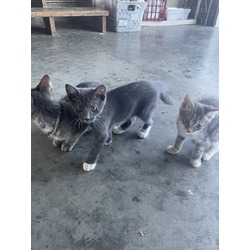 Photo of 5 kittens
