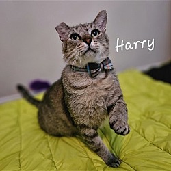 Thumbnail photo of Harry #FIV-Pos #1