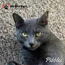 Thumbnail photo of Pebblez (Courtesy Post) #2