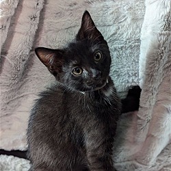 Thumbnail photo of M'Baku-The Tiny Panther Litter #2