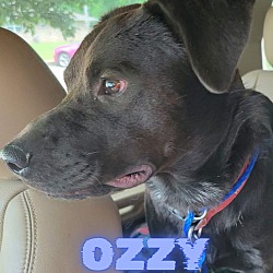 Thumbnail photo of Ozzy (Cross Post) #3