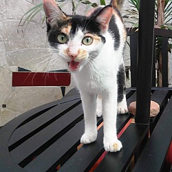 Thumbnail photo of Cali: CA Calico Cat! #3