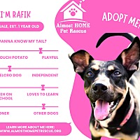 adopt a pet