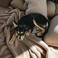 adopt a pet