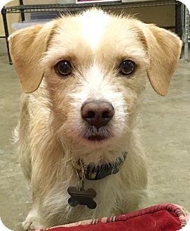 San Pedro, CA - Jack Russell Terrier. Meet Freddy a Pet for Adoption.