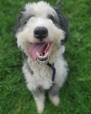 Danville, PA - Old English Sheepdog/Bernese Mountain Dog. Meet Remi a Pet for Adoption