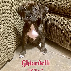 Photo of GHIARDELLI