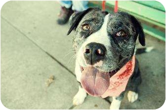 Chicago, IL - Australian Shepherd. Meet Max (ADOPTED!) a Dog for ...