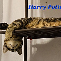 Thumbnail photo of Harry Potter #2