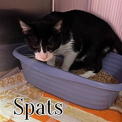 Photo of Spats