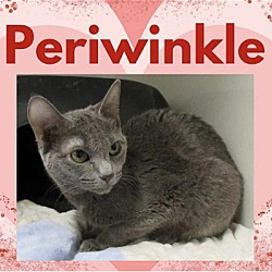 Thumbnail photo of Periwinkle #1