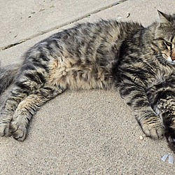 Thumbnail photo of Lovie - Maine Coon sweetheart #2