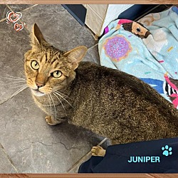 Thumbnail photo of Juniper #3